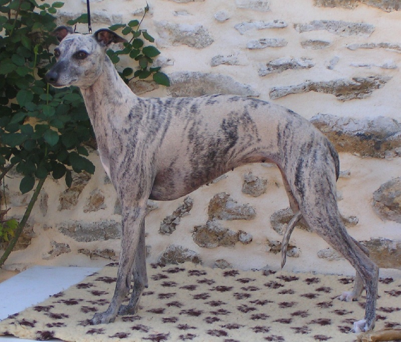 Violette des bois du Chawia