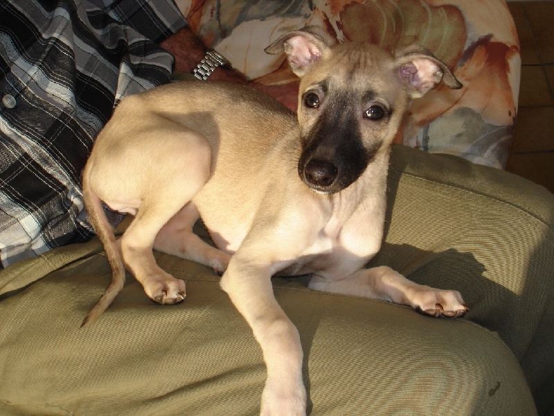 Chiots 2010 : leurs nouvelles familles.