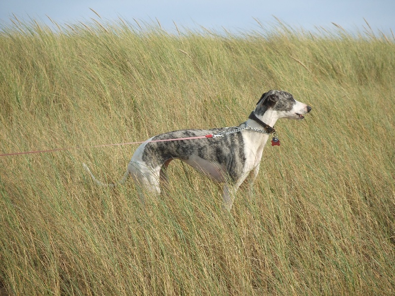 Chiots 2007 : leurs nouvelles familles.
