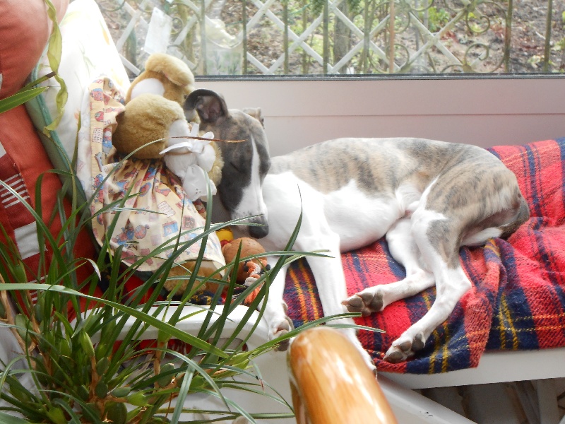Chiots 2013 : leurs nouvelles familles.